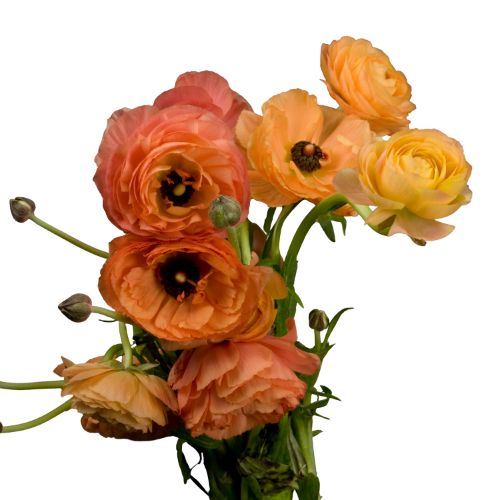 Apircol Ranunculus Bulk Apricot Ranunculus for DIY Weddings - Bloom Culture Flowers