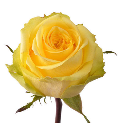 Rose - Yellow