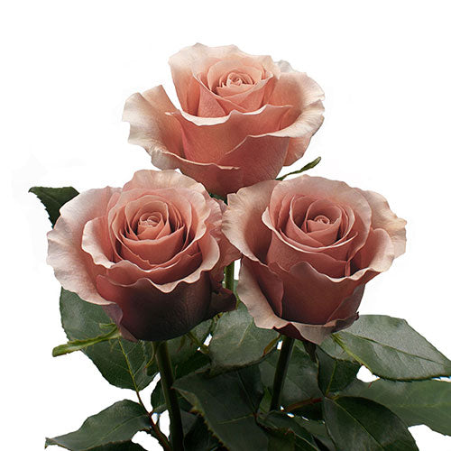 Bulk Flowers – Page 6 – Bloom Culture Flowers