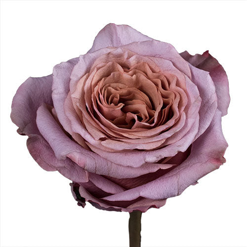 Rose - Mauve – Bloom Culture Flowers
