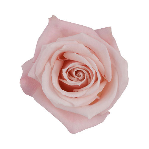 Rose - Sweet Escimo blush 
