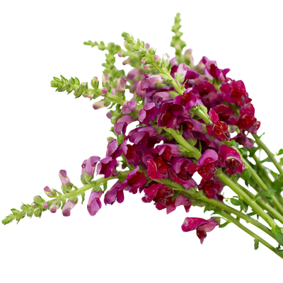 Snapdragon - Burgundy