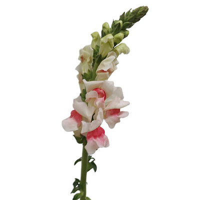 Snapdragon - pink/white