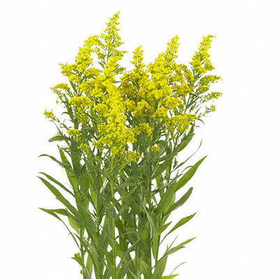 Solidago 