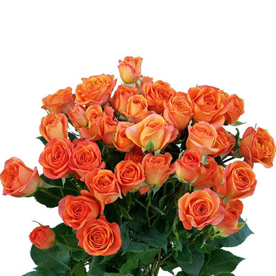 Spray Rose - Orange