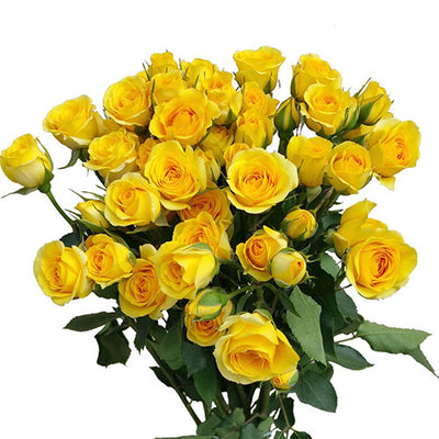 Spray Rose - Yellow