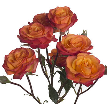 Spray Rose - Rust – Bloom Culture Flowers