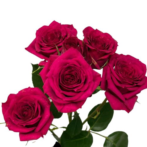 Deep Magenta Roses Bulk Deep Pink Magenta Spray Roses for DIY Weddings - Bloom Culture Flowers