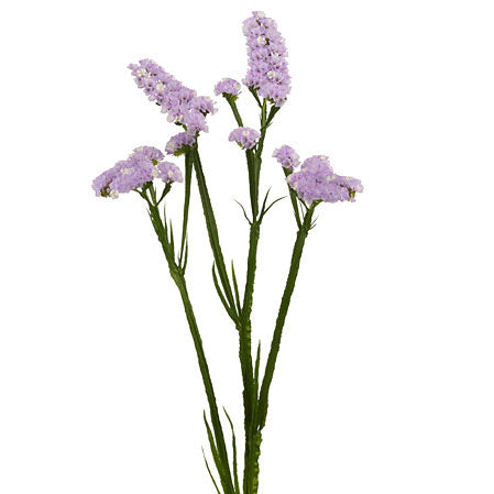 Statice - Lavender