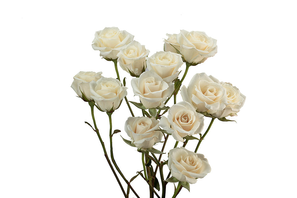 Spray Roses - White