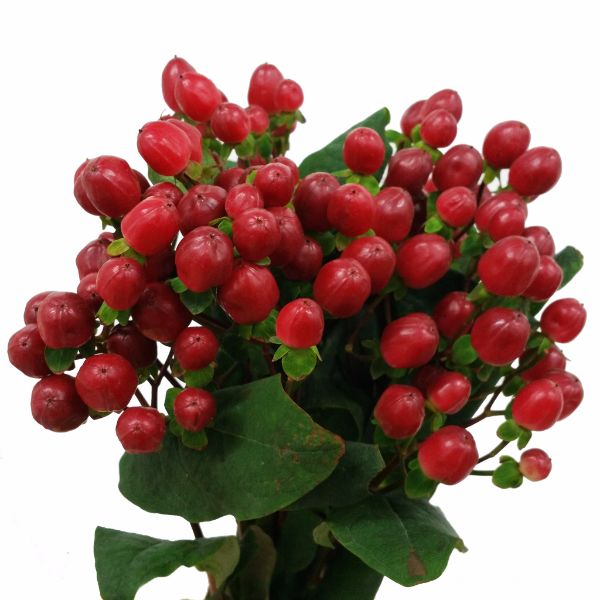 Hypericum Raspberry Bulk Red Hypericum Berry for DIY Weddings - Bloom Culture Flowers
