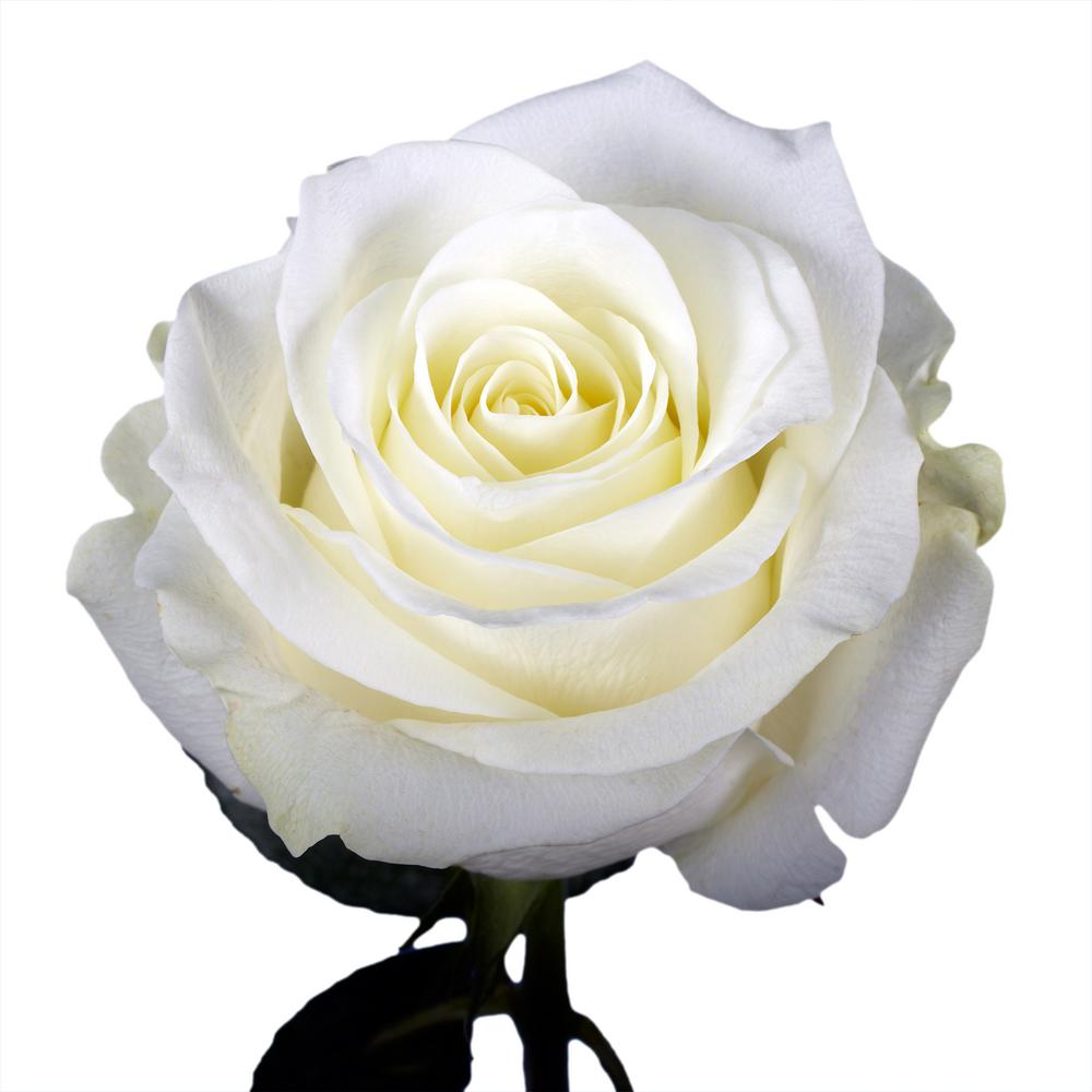 Roses - White 
