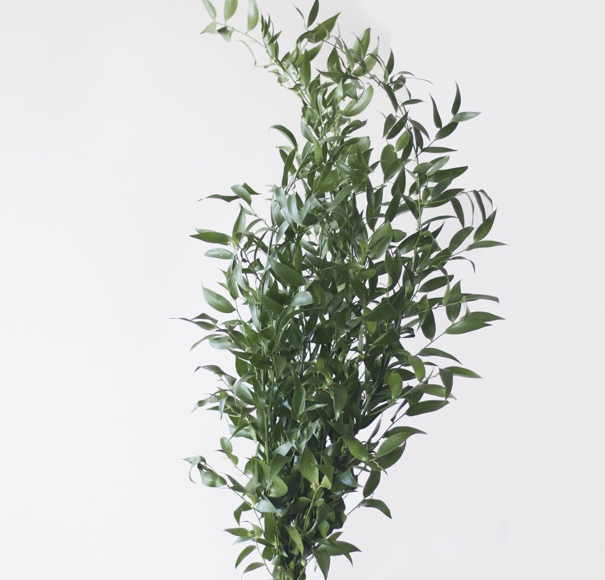 Ruscus Types Bulk Italian Ruscus Greenery for DIY Weddings - Bloom Culture Flowers