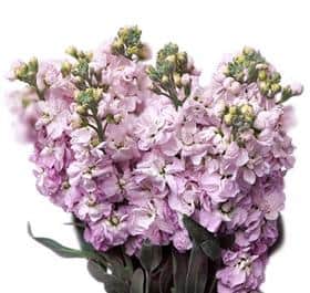 stock lavender purple flower Bulk Lavender Stock Flowers for DIY Weddings