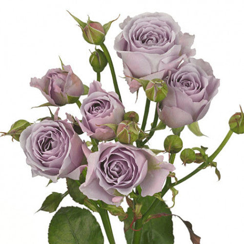 Spray Roses - Lavender